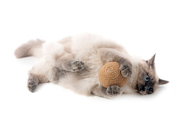 siberian cat in studio