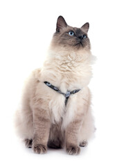 siberian cat in studio