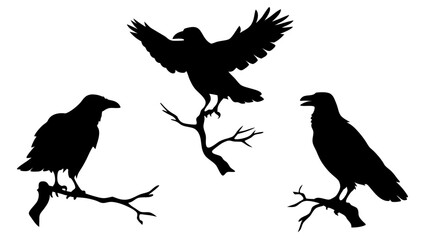 Fototapeta premium set of raven sitting on branch silhouette