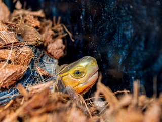 Obraz premium セマルハコガメ