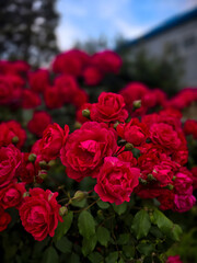 Roes flower is very beautiful with colorfull