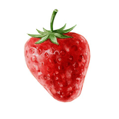strawberry watercolour illustration