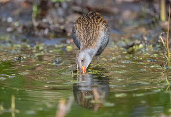 Water rail standing in a pond close up