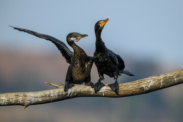 A young reed cormorant begs one of its parents for food