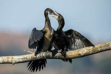 A reed cormorant feeding its near-adult chick © Andrew