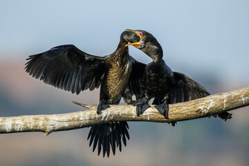 A reed cormorant feeding its near-adult chick © Andrew