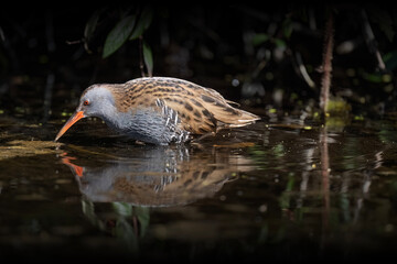 Water rail standing in a pond close up