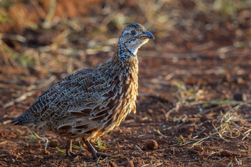 An Orange River Francolin walking