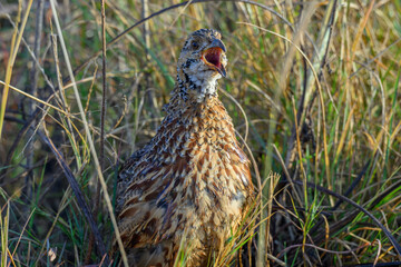 An orange river francolin calling
