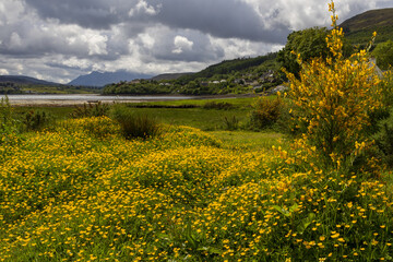 Portree bay embedded in gorgeous fjord scenery with yellow blooming flowers and broom in May.