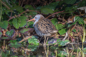 Water rail standing in a pond close up