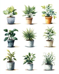 Fototapeta premium Collection of beautiful potted plants.