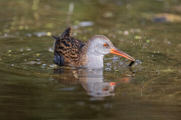 Water rail foraging in a pond close up