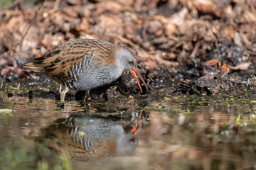 Water rail foraging in a pond close up