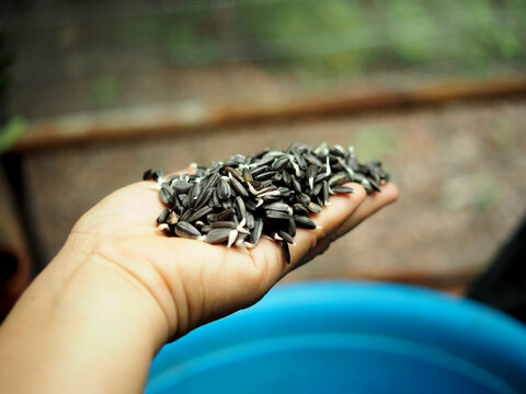 sunflower seedsprout in hand and background for plantation in park outdoor
