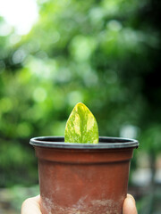 vareigated zamofolia zamiculcas in pot for lanting