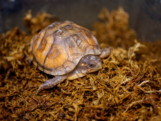 ミツユビハコガメ