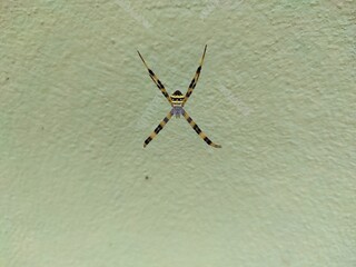 Closeup view and selective focus of a spider on a wall