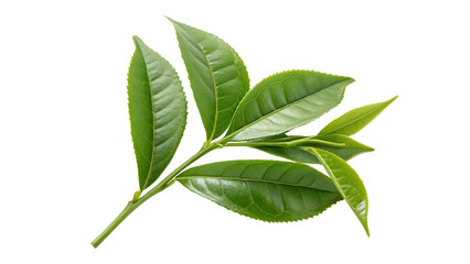 A close up view of a green tea plant branch with leaves against a plain white background studio shot