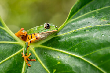 Frosch in natürlicher Umgebung