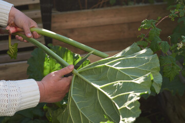 The hands of a woman harvesting rhubarbs in a garden a sunny day