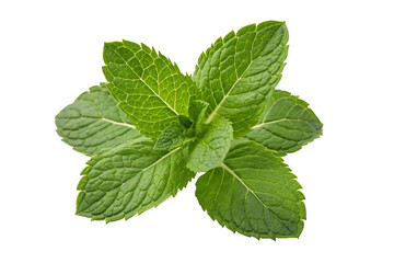 Close up shot of fresh green mint leaves arranged on a white surface in a studio environment setting