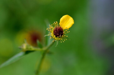 Letztes Blütenblatt an einer Großblättrigen Nelkenwurz