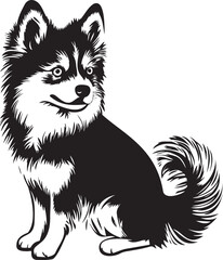 black and white pomsky dog