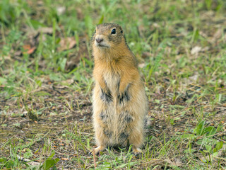 A prairie dog standing on its hind legs on a grassy lawn