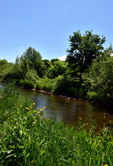 Verwilderte Frühlingslandschaft an der Dreisam in Freiburg