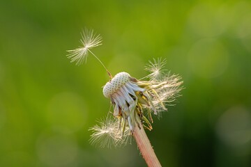 Dandelion Seed Head in a Green Natural Environment