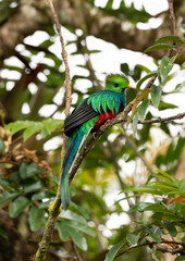 Resplendent Quetzal auf einem Ast