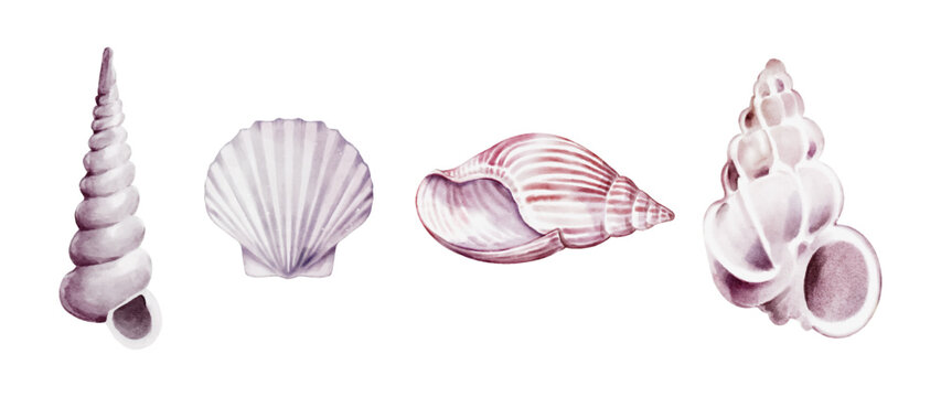 Seashells watercolor elements vector on white background design
