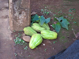 Chayote fruit is placed on the ground and roots grow out. Place the mature Chayote fruit on the ground and cover it with a little soil and let it grow into a mature plant. Sechium edule (Jacq) Swartz.