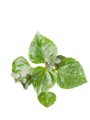 Small green plant growing, suitable for green environment, nature, greening, and nursery themes. Isolated on white background, transparent PNG