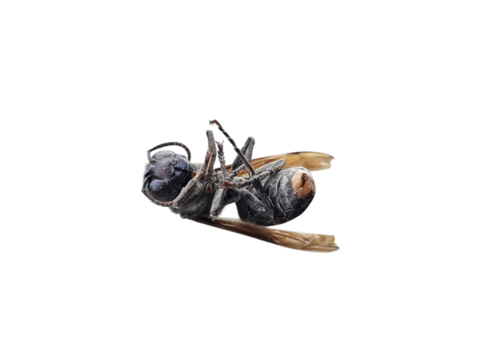 Deceased bee on neutral surface, useful for illustrating ecological issues, biology projects, or symbolic concepts of fragility in nature. On white background, transparent PNG