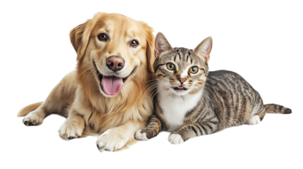 Best friends golden retriever dog and tabby cat together cute pets animals friendship adorable canine feline