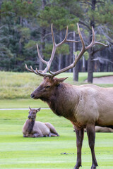 Obraz premium An elk in Canada
