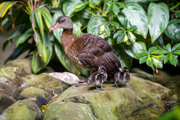 Duck with ducklings resting on a rock in a lush green setting