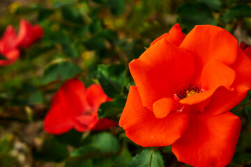 Fototapeta premium Bright Orange Rose with Blurred Garden Background 