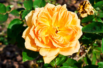 Yellow-Orange Rose in Sunlight with Green Leaves. georgette. floribunda

