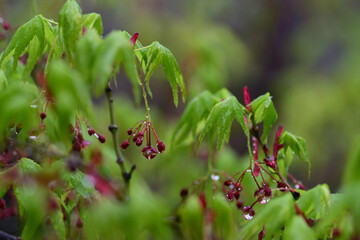雨に濡れた新緑のカエデの花