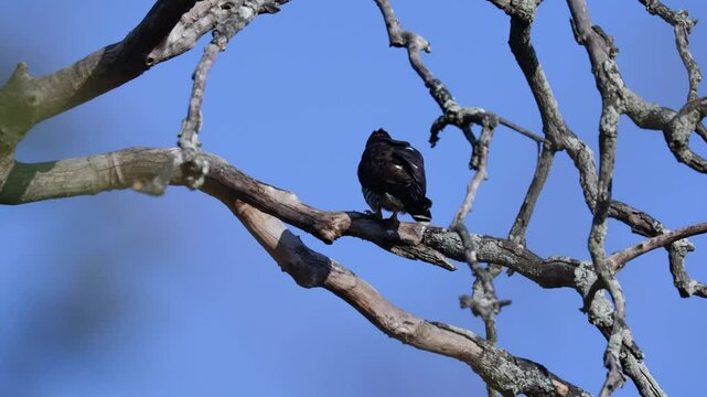 An African Cuckoo Hawk in golden light