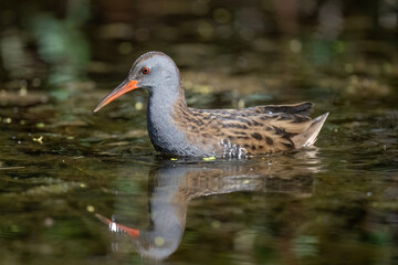 Water rail standing in a pond, close up