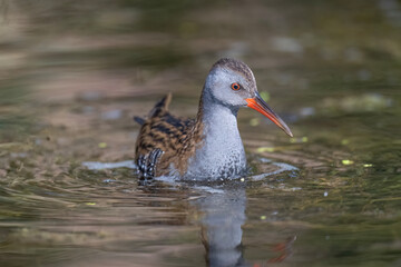 Water rail standing in a pond, close up