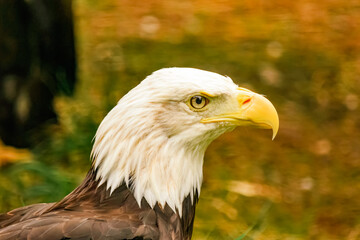 Magnificent Bald Eagle Close-Up: Striking Profile of a Majestic Bird of Prey Showcasing Intense Yellow Beak and Sharp Eyes, Set Against a Softly Blurred Natural Background - Captivating Wildlife Photo