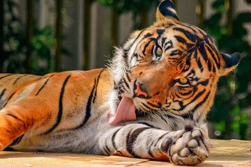 Playful Tiger Licking Paw While Resting — Close-Up Portrait of Relaxed Big Cat in Sunlight with Cute Expression and Beautiful Striped Fur in Wildlife Environment