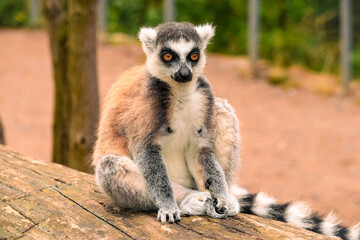 Charming Ring-Tailed Lemur Sitting Elegantly on a Log: Close-Up Portrait Highlighting Unique Features and Intense Orange Eyes, Set Against a Natural Outdoor Habitat - Stunning Wildlife Photography