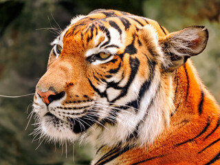 Close-Up Portrait of a Majestic Bengal Tiger: Intense Gaze Captured in Stunning Detail, Showcasing Vibrant Orange Fur and Distinctive Stripes, Set Against a Natural Background - Wildlife Photography