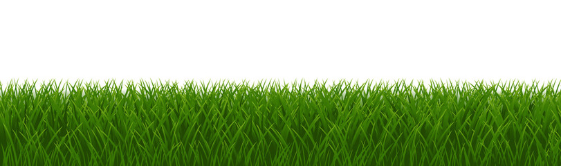 green grass isolated on white background